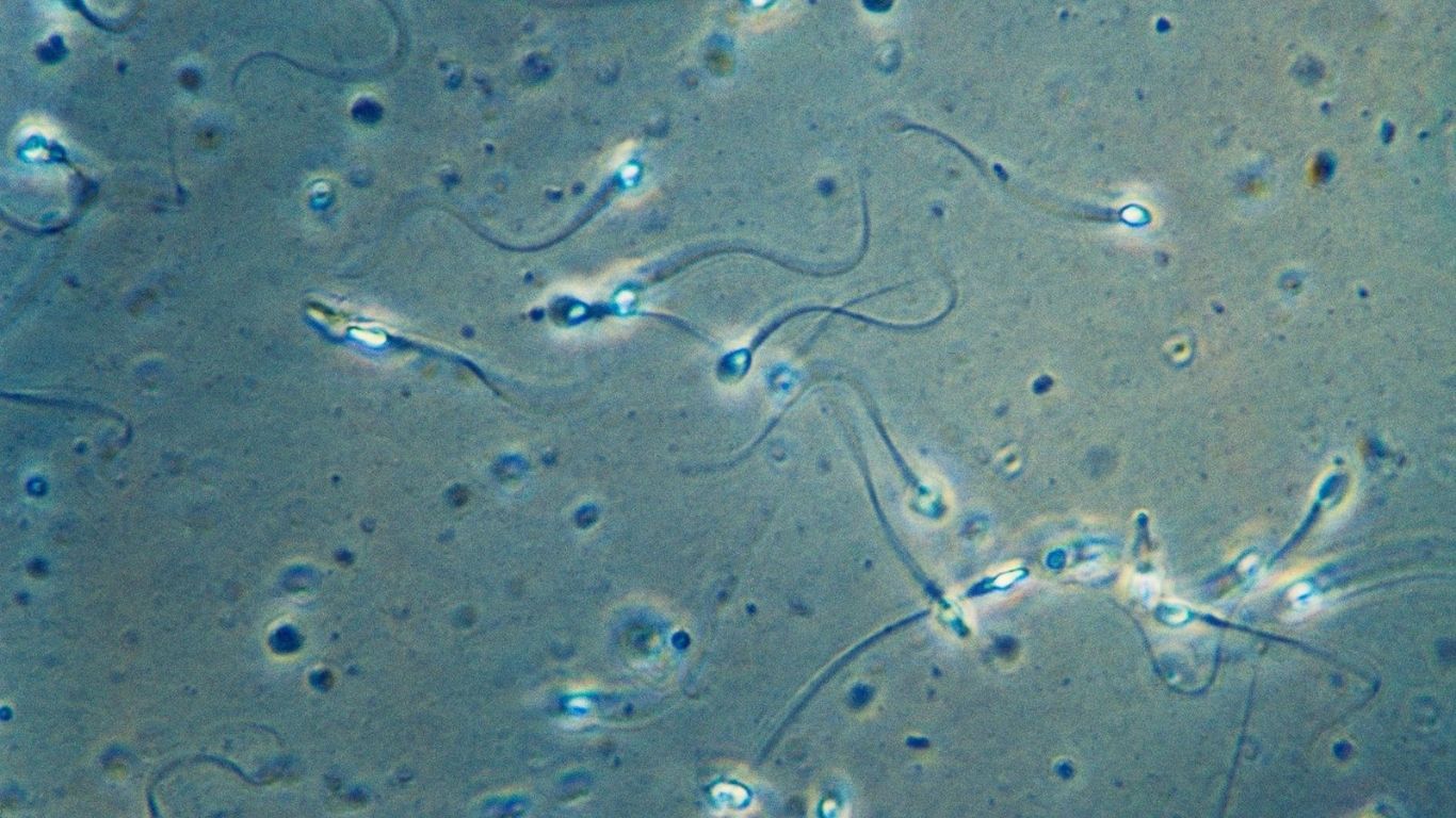 Fertilité masculine
